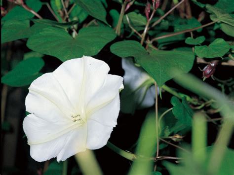 掛花|「掛花」の意味や使い方 わかりやすく解説 Weblio辞書